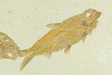 Diplomystus With Knightia Fossil Fish - Green River Formation #130220-1